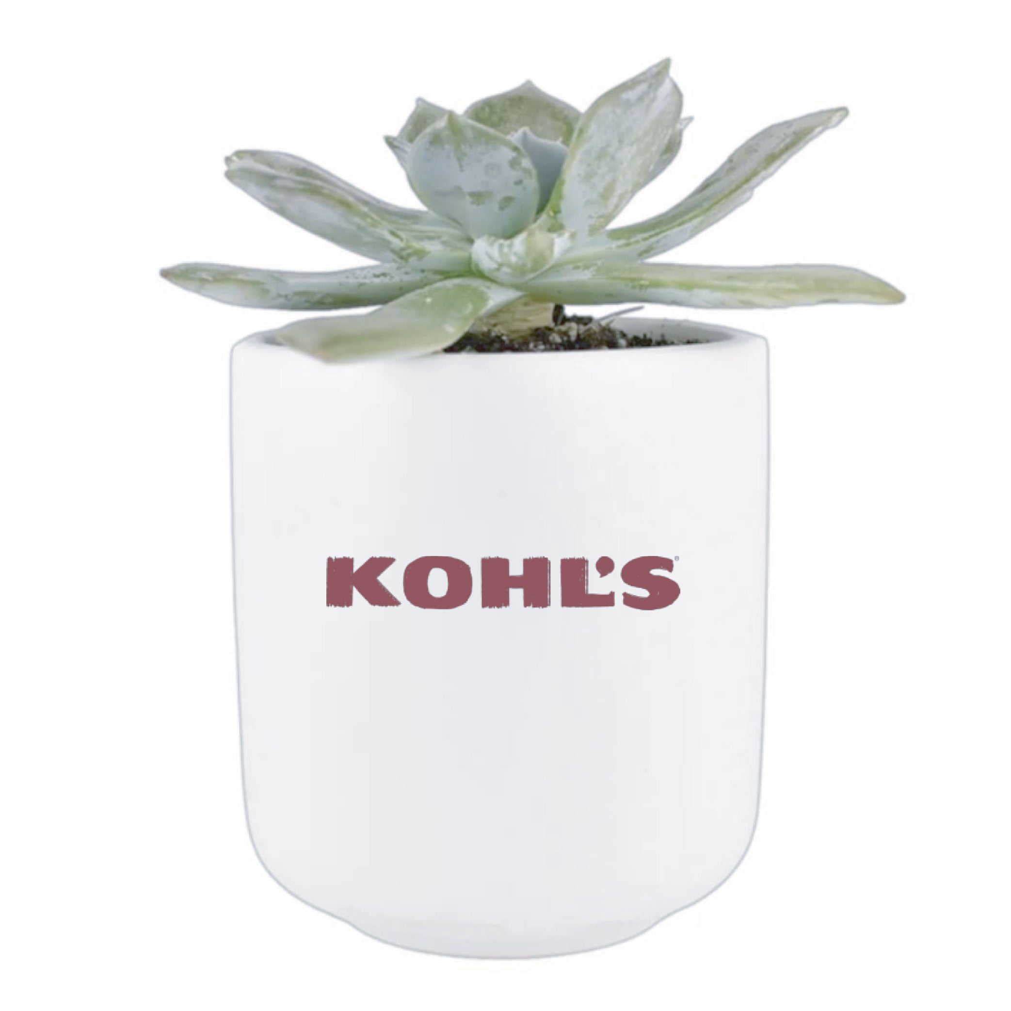 Kohl's Mini Live Succulent